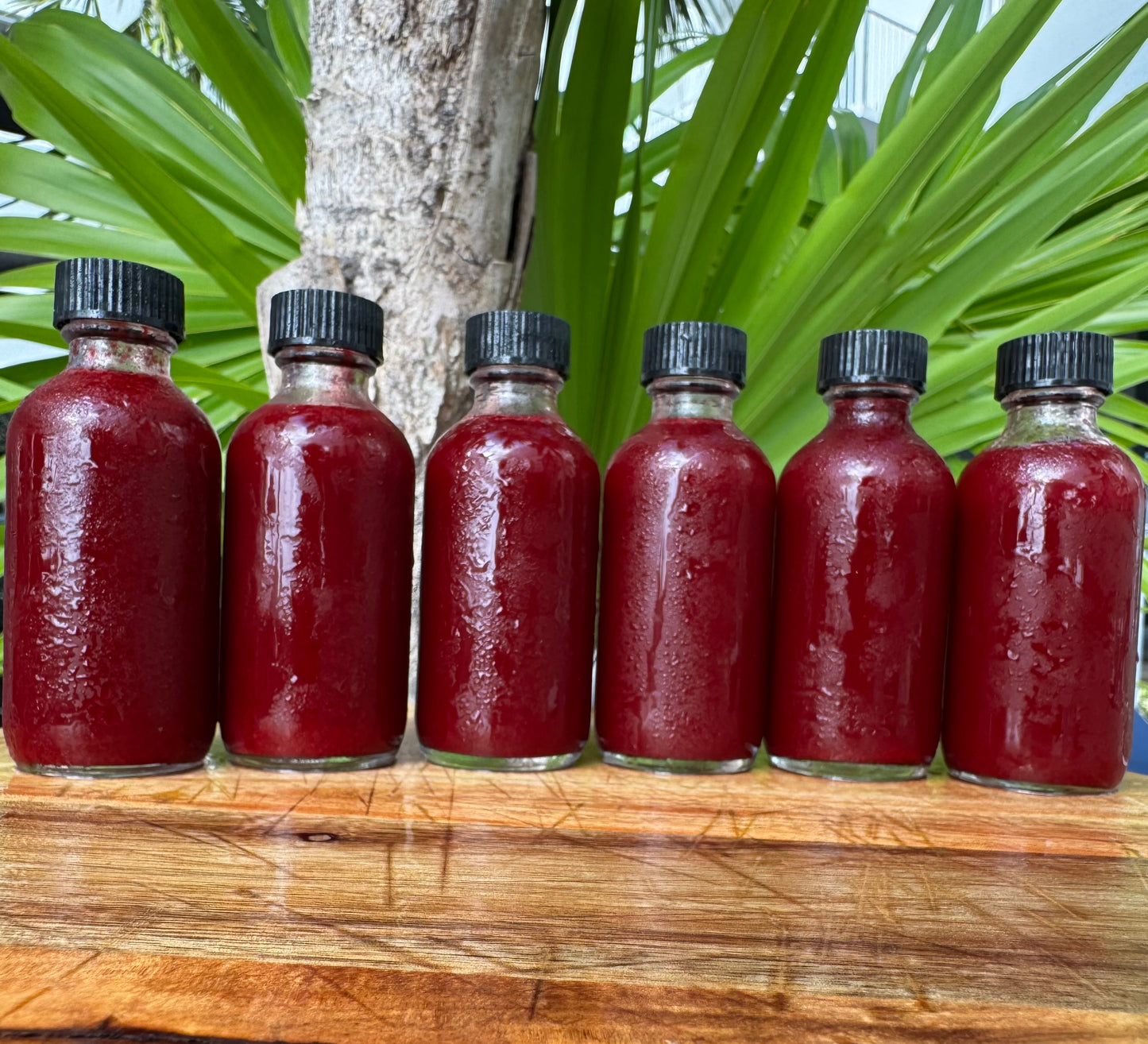 Elderberry Beet Wellness Shot Bundle